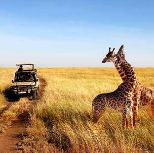 Kenya Wildlife Safari